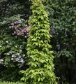 Produktbild: Hainbuche Lucas 60-80cm - Carpinus betulus