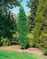 Produktbild: Liriodendron tulipifera 'Fastigiatum', Tulpenbaum, 100–125 cm