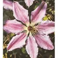 Produktbild: Waldrebe John Paul II 40-60cm - Clematis