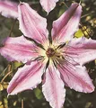 Produktbild: Waldrebe John Paul II 40-60cm - Clematis