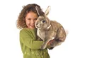 Produktbild: Folkmanis Handpuppen Handpuppe Folkmanis Baumwollschwanz-Kaninchen