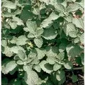 Produktbild: Gewöhnlicher Andorn - Marrubium vulgare