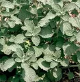 Produktbild: Gewöhnlicher Andorn - Marrubium vulgare - lebende Gartenpflanze aus den Baumschulen