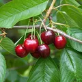 Produktbild: Obstbaum Kirsche Kirschbaum Busch Form Kirsche rot süß Regina - hochwertige Baumschul Qualität direkt vom Fachhändler …