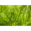 Produktbild: Thuja plicata 'Excelsa' 60-80 cm