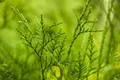 Produktbild: Thuja plicata 'Excelsa' 60–80 cm – Winterhart, Immergrün, Pflegeleicht – Riesen-Lebensbaum – Heckenpflanze für Garten & Sichtschutz