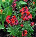 Produktbild: Goldlack Constant Cheer - Erysimum cheiri - lebende Gartenpflanze aus den Baumschulen
