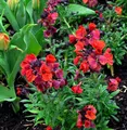 Produktbild: Goldlack Constant Cheer - Erysimum cheiri