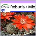 Produktbild: SAFLAX - Kakteen - Argentinischer Zwergkaktus - 40 Samen - Rebutia Mix
