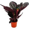 Produktbild: Exotenherz Schattenpflanze mit Ausgefallenem Blattmuster Calathea Dottie 14cm Topf ca. 50cm Hoch