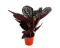 Produktbild: Exotenherz Zimmerpflanze Schattenpflanze mit ausge. Blattmuster Calathea Dottie 12cm Topf