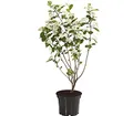 Produktbild: Dehner Apfelbeere Aronia Aron, violett-schwarze Früchte, ca. 40-60 cm, 3 l Topf, Beerenstrauch