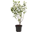 Produktbild: Dehner Obstpflanze Apfelbeere Aronia Aron, ca. 40-60 cm, 3 l Topf, mehrjähriger, ertragreicher Beerenstrauch, insektenfreundlich