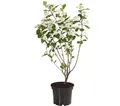 Produktbild: Apfelbeere Aronia Aron Beerenstrauch violett-schwarze Früchte 40-60 cm, Dehner