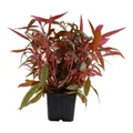 Produktbild: Mutterpflanze Aquarium Pflanze Alternanthera reineckii 'Pink' Tropica Nr.023 XL