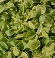 Produktbild: Grünblattfunkie Fragrant Bouquet - Hosta plantaginea
