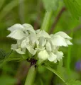Produktbild: Taubnessel - Lamium album