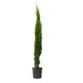 Produktbild: Plant in a Box  Mittelmeer-Zypresse Cupressus sempervirens 70cm Strauch