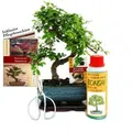 Produktbild: Exotenherz Geschenkset Bonsai Ulmus Chinesische Ulme ca. 6 Jahre Alt Anfänger-Set