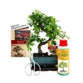 Produktbild: Geschenkset Bonsai 