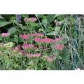 Produktbild: Achillea Millefolium Cassis Schafgarbe Ca. 9x9 cm Topf