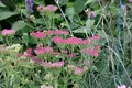Produktbild: Achillea millefolium 'Cassis', Schafgarbe, rosa, ca. 9x9 cm Topf