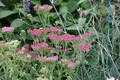 Produktbild: Pflanzen für Dich Staude Achillea millefolium Cassis, 1 St., Schafgarbe, Gemeine Schafgarbe