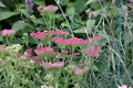 Produktbild: Achillea millefolium 'Cassis', Schafgarbe, rosa, ca. 9x9 cm Topf