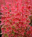 Produktbild: BALDUR Garten 1x Berberitze Orange Sunrise, Pflanze im 9x9 cm-Topf, bienen- & schmetterlingsfreundlich, dekorative Pflanze, winterhart, pflegeleicht, blühend, Berberis thunbergii