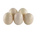 Produktbild: 5er Set Strausseneier XXL ausgeblasen natur 13-15 cm Rieseneier Vogel Strauß Ei