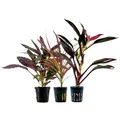Produktbild: AquaOne Terrarium Pflanzen I 3X Terrarienpflanzen I Lebende Paludariumpflanzen I Hemigraphis Colorata Cordeline red Edge Dracaena marginata red I Regenwald Terrascaping