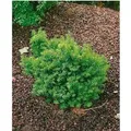 Produktbild: Taxus Cuspidata Nana Japanische Eibe Kompakt 25–30 cm