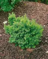 Produktbild: Taxus cuspidata 'Nana' 25–30 cm – Immergrün, Winterhart, Mehrjährig – Japanische Eibe – Heckenpflanze für Garten & Sichtschutz