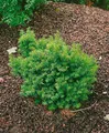 Produktbild: Taxus cuspidata 'Nana', Japanische Eibe, kompakt, 25–30 cm