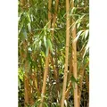 Produktbild: Phyllostachys Vivax Aureocaulis Bambus Gelb 100-150 cm