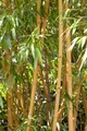 Produktbild: Phyllostachys vivax 'Aureocaulis', Bambus, gelb, 80–100 cm