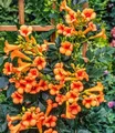 Produktbild: BALDUR Garten 1x Amerikanische Klettertrompete Campsis, Pflanze im 2 Liter-Topf, mehrjährig, winterhart, pflegeleicht, stark wachsend, klettert ca. 3-6 Meter hoch, Blüten in Hülle und Fülle