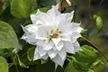 Produktbild: Clematis texensis 'Duchess of Edinburgh' 60–100 cm – Winterhart, Mehrjährig, Pflegeleicht – Waldrebe – Kletterpflanze für Pergola & Rankhilfe