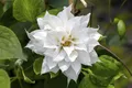 Produktbild: Clematis texensis 'Duchess of Edinburgh', weiß, 60–100 cm