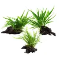 Produktbild: AquaOne Aquarium Pflanzen I 3x Wasserpflanzen I Aquarienpflanze auf Wurzel I Microsorum pteropus Jafarn Narrow Trident I Set Mix mit 3 Mittgelgrundpflanzen