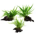 Produktbild: Aquarium Pflanze auf Wurzel Tropica Nr.008 008A 008G YWS Set Mix