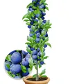 Produktbild: Säulen-Zwetschgen 'Anja®', 1 Pflanze, Pflaumenbaum, Prunus domestica