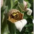 Produktbild: Wolliger Fingerhut - Digitalis,anata