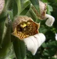 Produktbild: Wolliger Fingerhut - Digitalis lanata