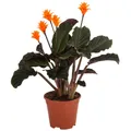 Produktbild: Dehner Zimmerpflanze Korbmarante, Calathea crocata, ca. 30-40 cm, Ø Topf 14 cm, exotische Zimmerpflanze mit luftreinigender Wirkung