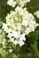 Produktbild: Hydrangea paniculata 'Vanille-Fraise', Rispenhortensie, zweifarbig, 125–150 cm