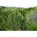 Produktbild: Cedrus Libani Libanon-Zeder 40–60 cm