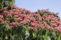 Produktbild: Pflanzen für Dich Gehölze Albizia julibrissin Ombrella, 1 St., Seidenbaum, Schlafbaum, Seidenakazie