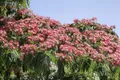 Produktbild: Albizia julibrissin 'Ombrella', Seidenbaum, 40–60 cm