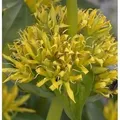 Produktbild: Gelber Enzian - Gentiana,utea